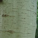 Populus tremula ecorce